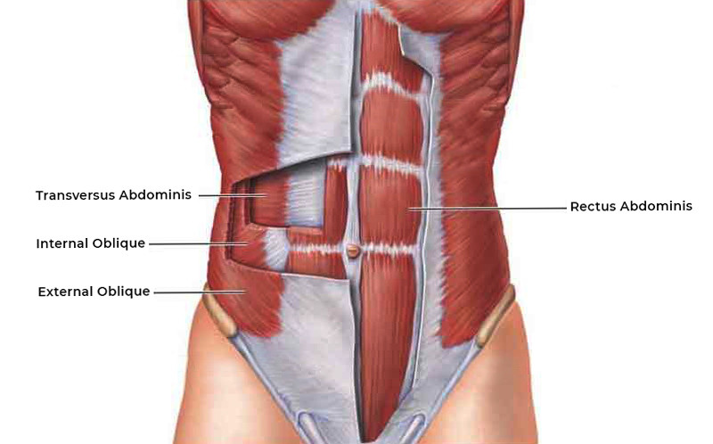 Abdominal Muscles