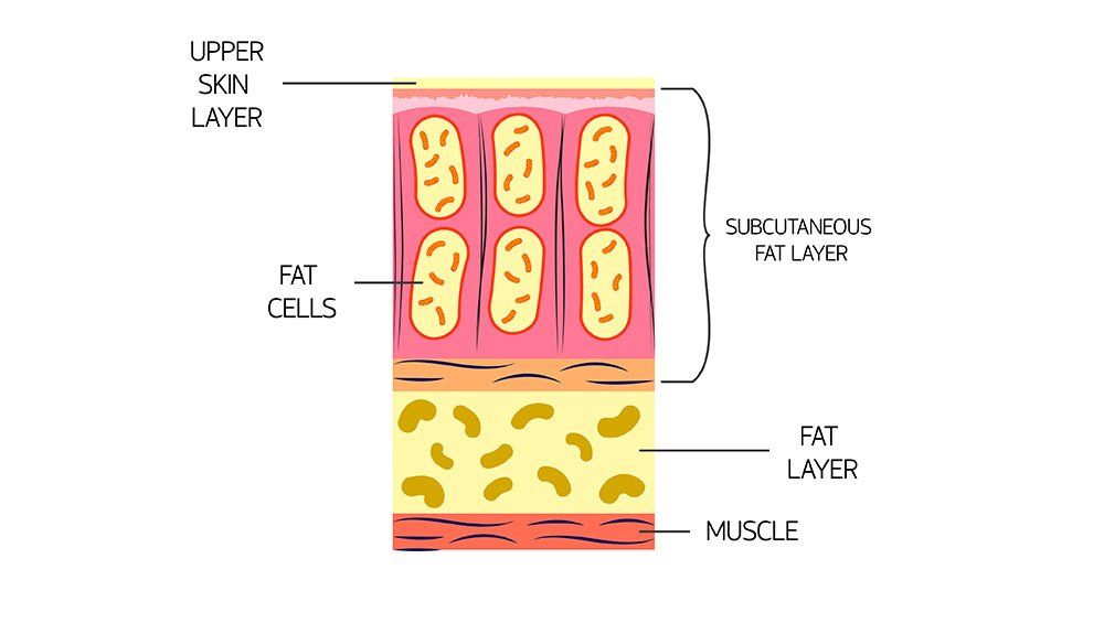 Fat under the skin