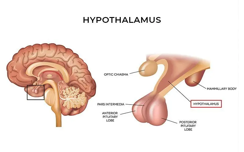 Hypothalamus Hunger
