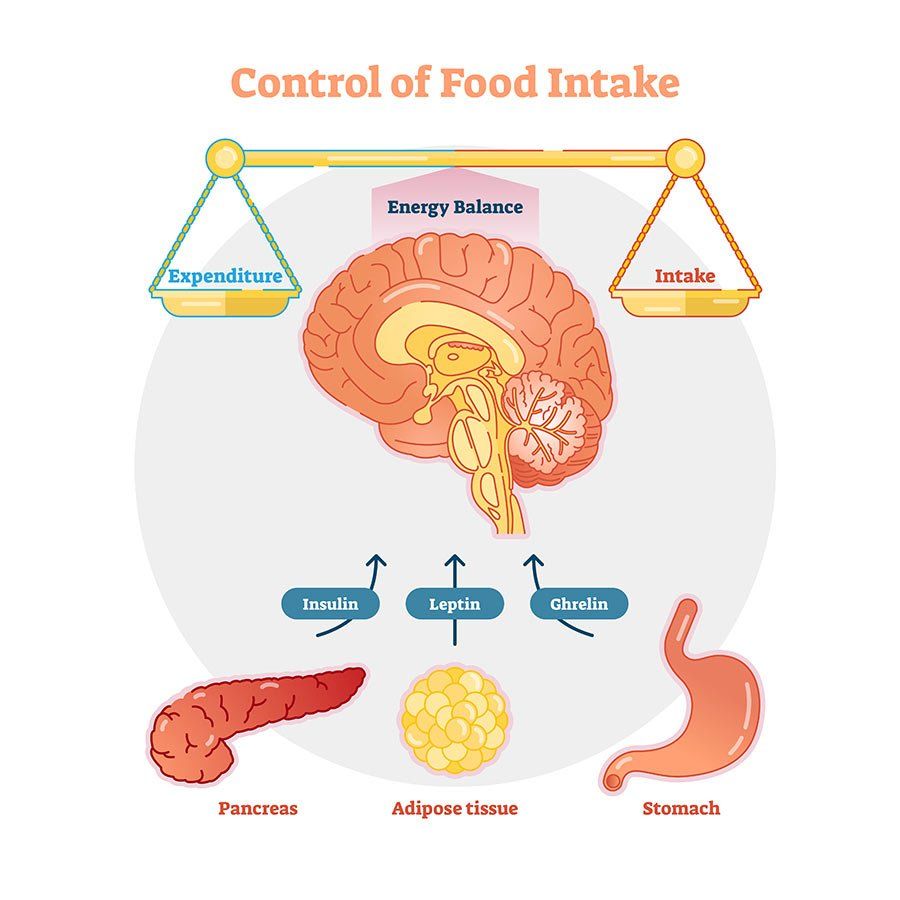 Still Felling Hungry Leptin Response