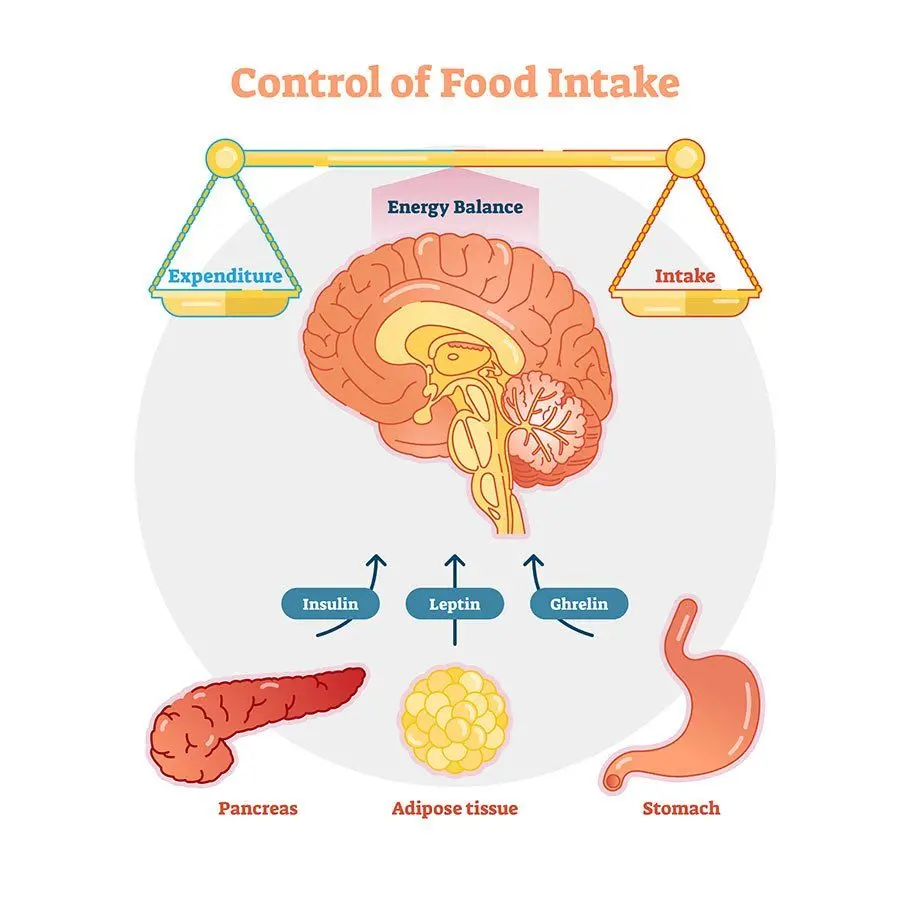 Still Felling Hungry Leptin Response