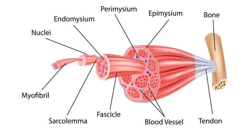 Muscle Tissue Anatomy