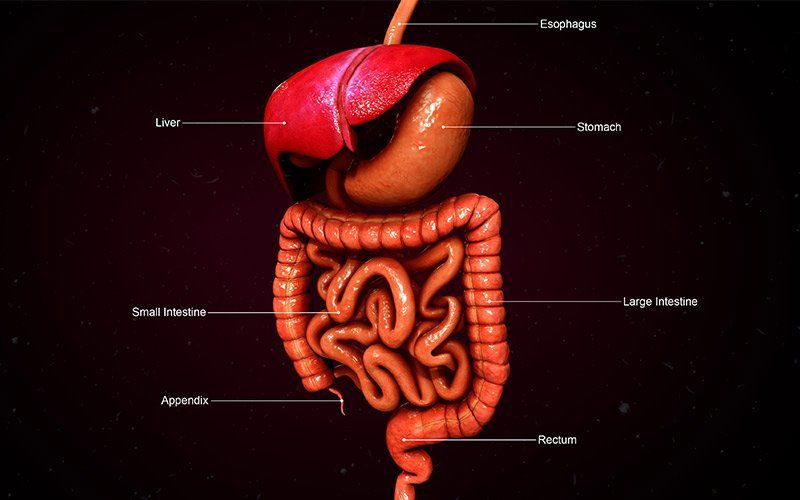 GI Tract Digestion Hunger
