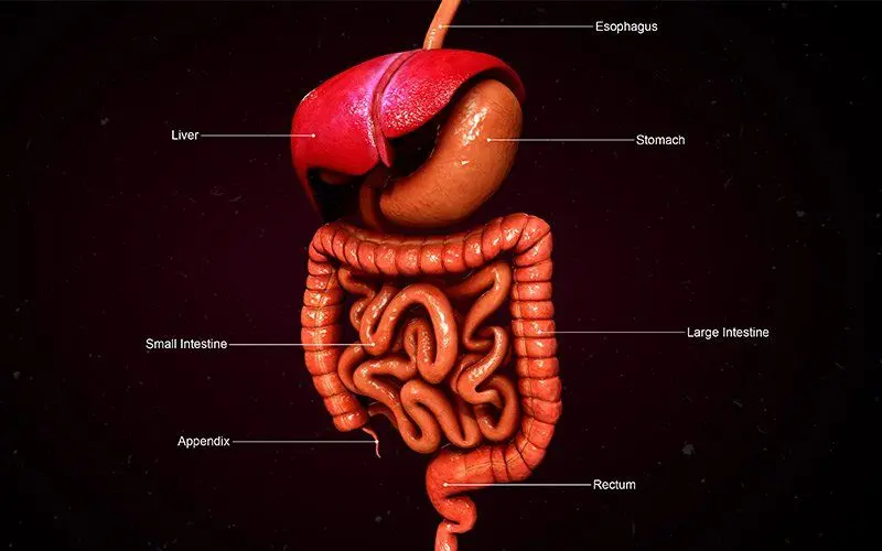 GI Tract Protein Digestion