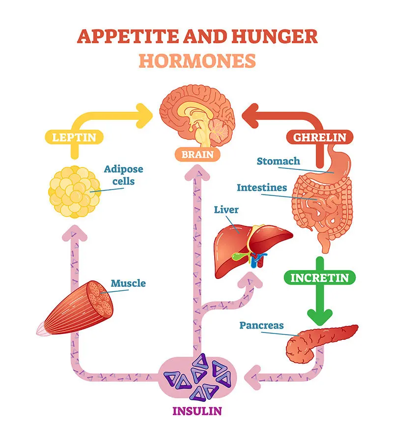 Hormones Hunger After Eating