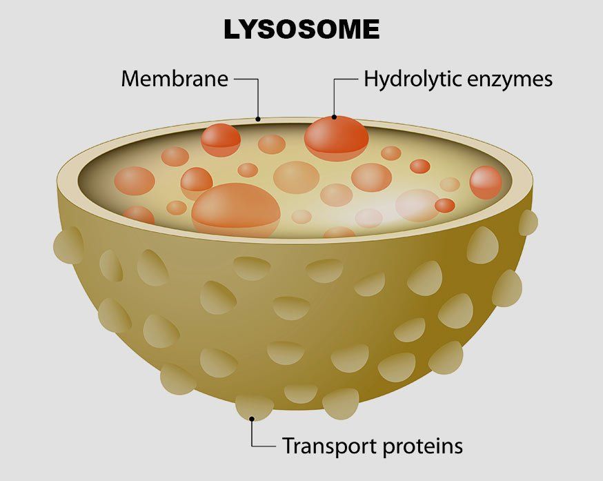 Lysosoma Autophagy