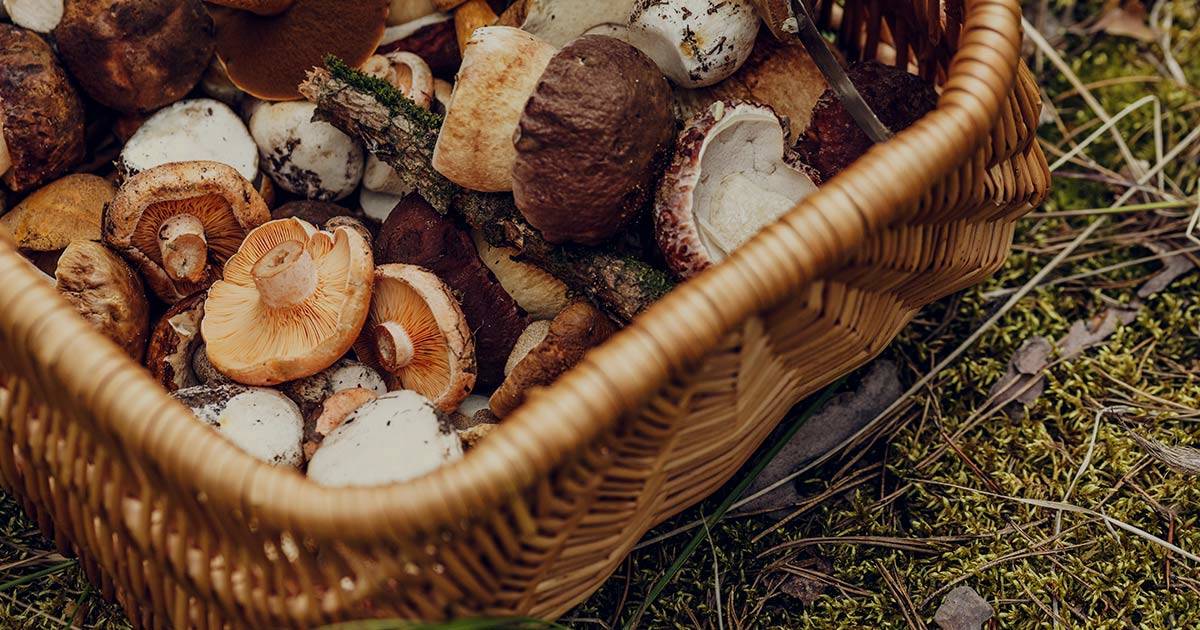The Health Benefits of Mushrooms [A Definitive Guide]