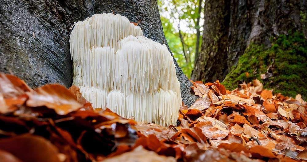 lion's Mane Mushroom Health Benefits