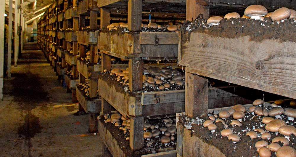 Mushroom Farm