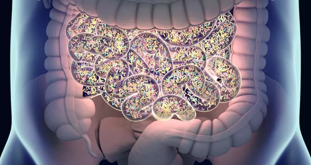 Mushroom Gut Microbiome