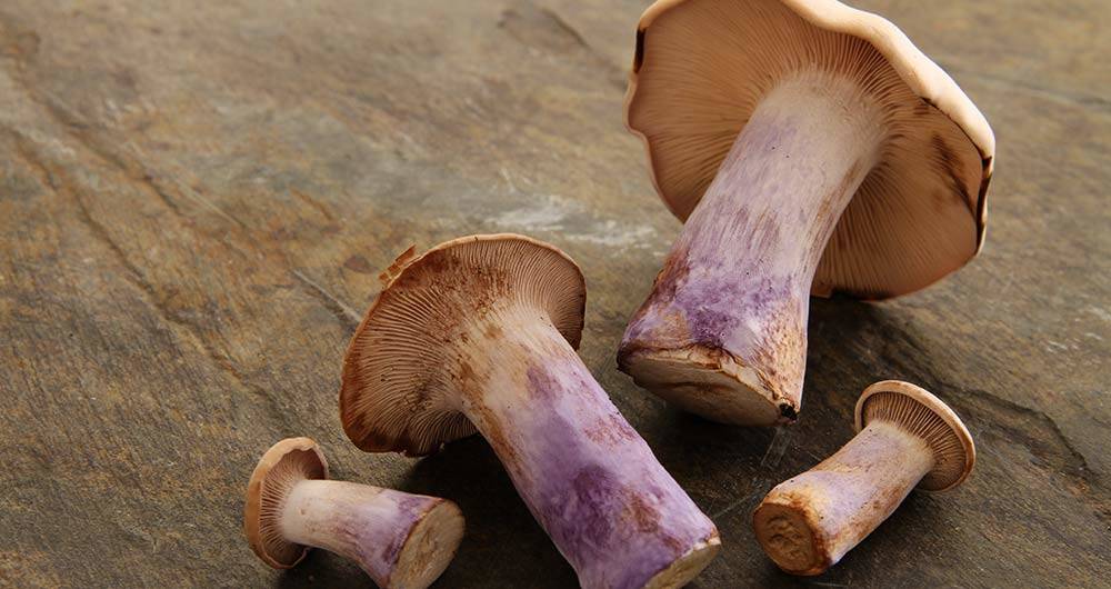 Nutrition Benefits Mushrooms