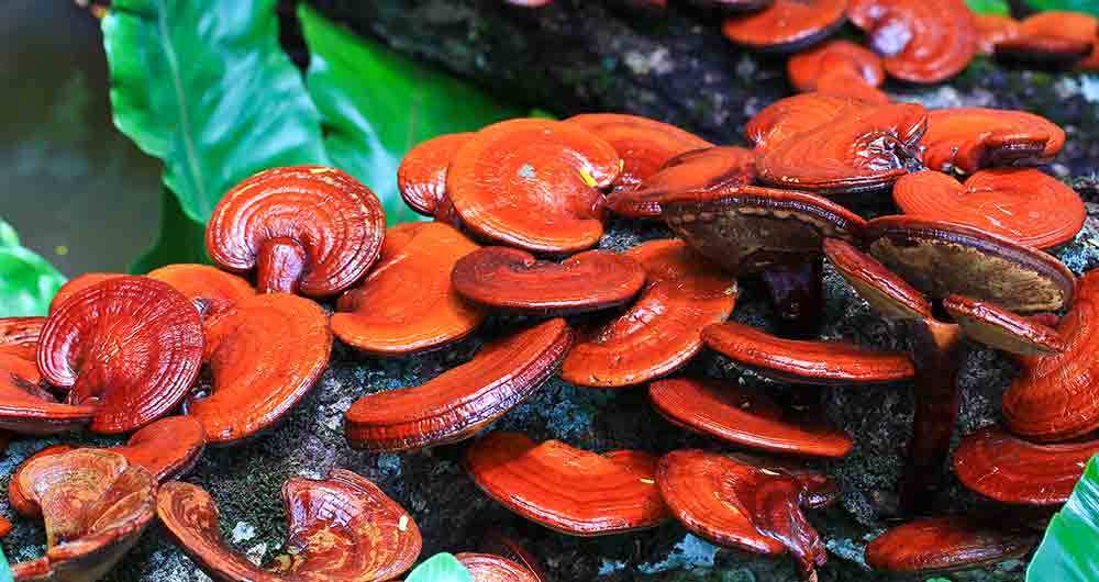 reishi mushroom health benefits