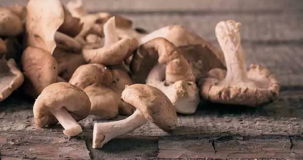 shiitake mushroom health benefits