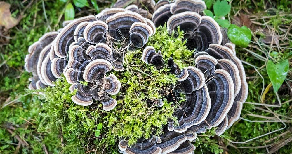 turkey tail mushroom health benefits